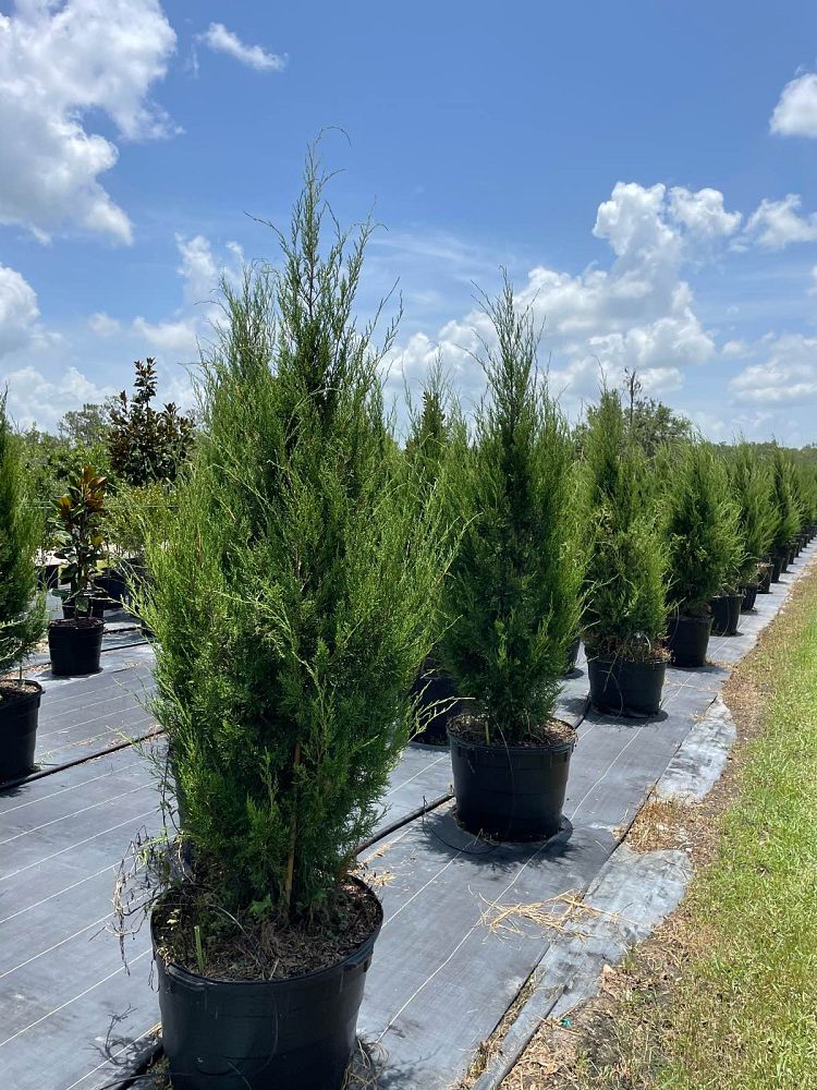 juniperus-virginiana-silicicola-southern-red-cedar