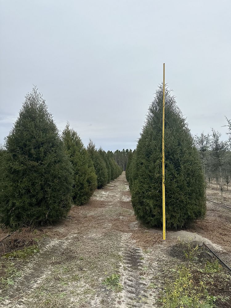 juniperus-virginiana-silicicola-southern-red-cedar
