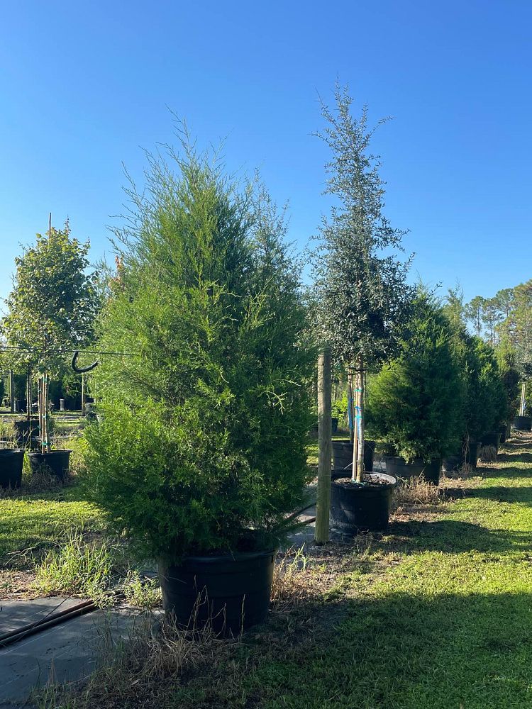 juniperus-virginiana-silicicola-southern-red-cedar