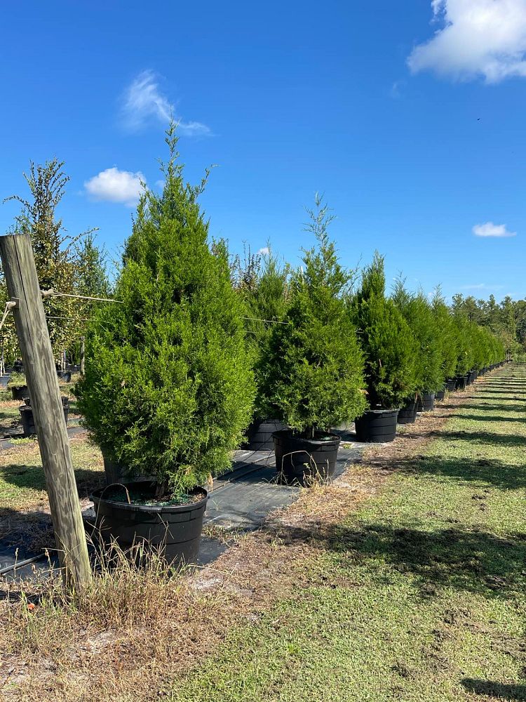 juniperus-virginiana-silicicola-southern-red-cedar
