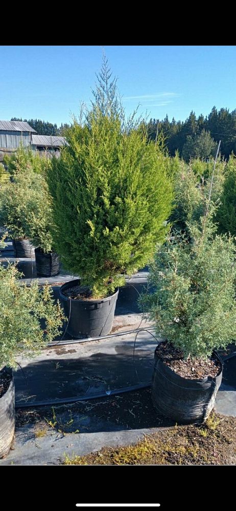 juniperus-virginiana-silicicola-southern-red-cedar