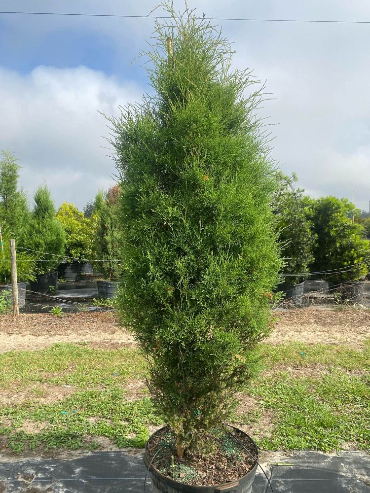 juniperus-virginiana-silicicola-southern-red-cedar