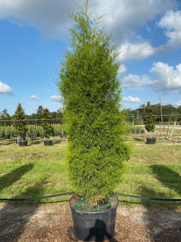 juniperus-virginiana-silicicola-southern-red-cedar