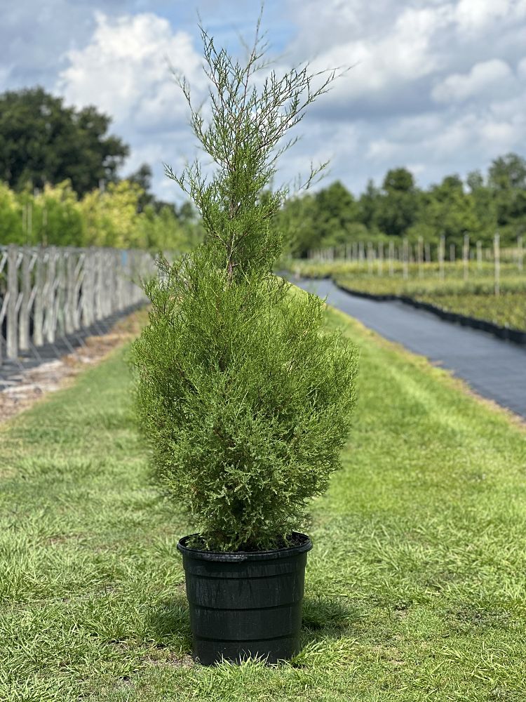 juniperus-virginiana-silicicola-southern-red-cedar