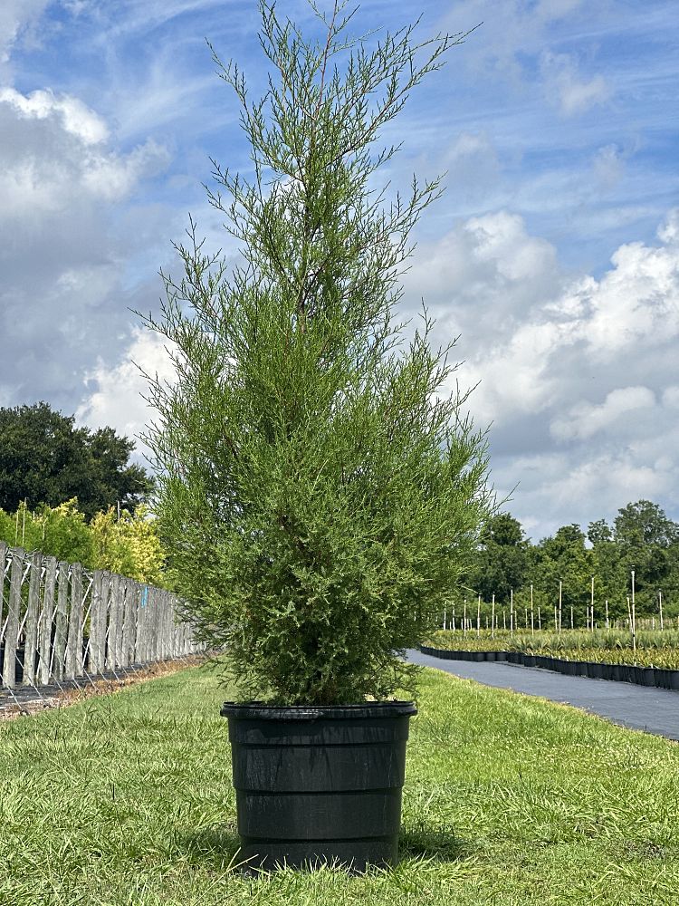 juniperus-virginiana-silicicola-southern-red-cedar