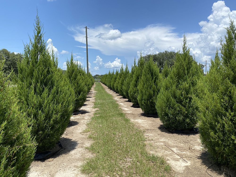 juniperus-virginiana-silicicola-southern-red-cedar