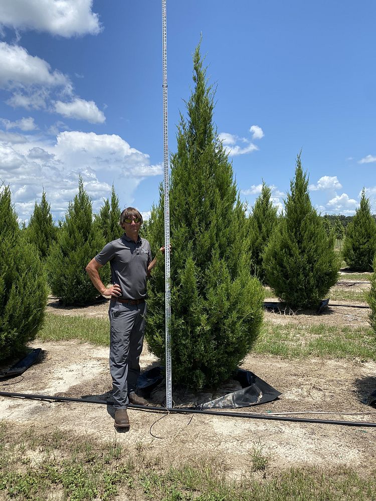 juniperus-virginiana-silicicola-southern-red-cedar