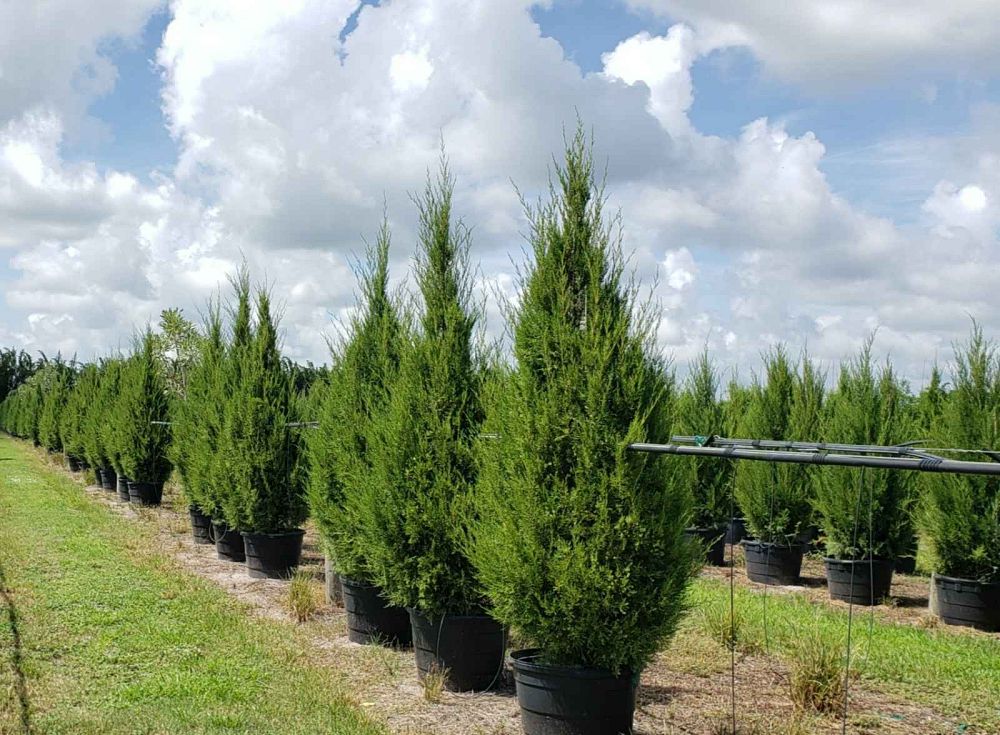 juniperus-virginiana-silicicola-southern-red-cedar
