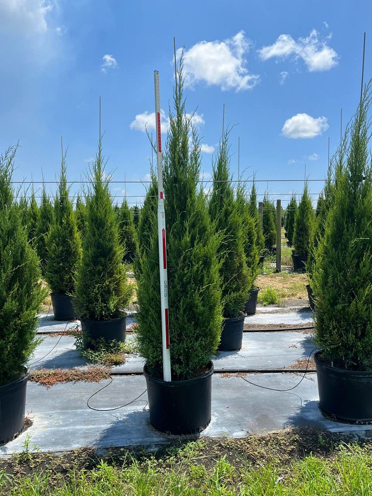 juniperus-virginiana-silicicola-southern-red-cedar
