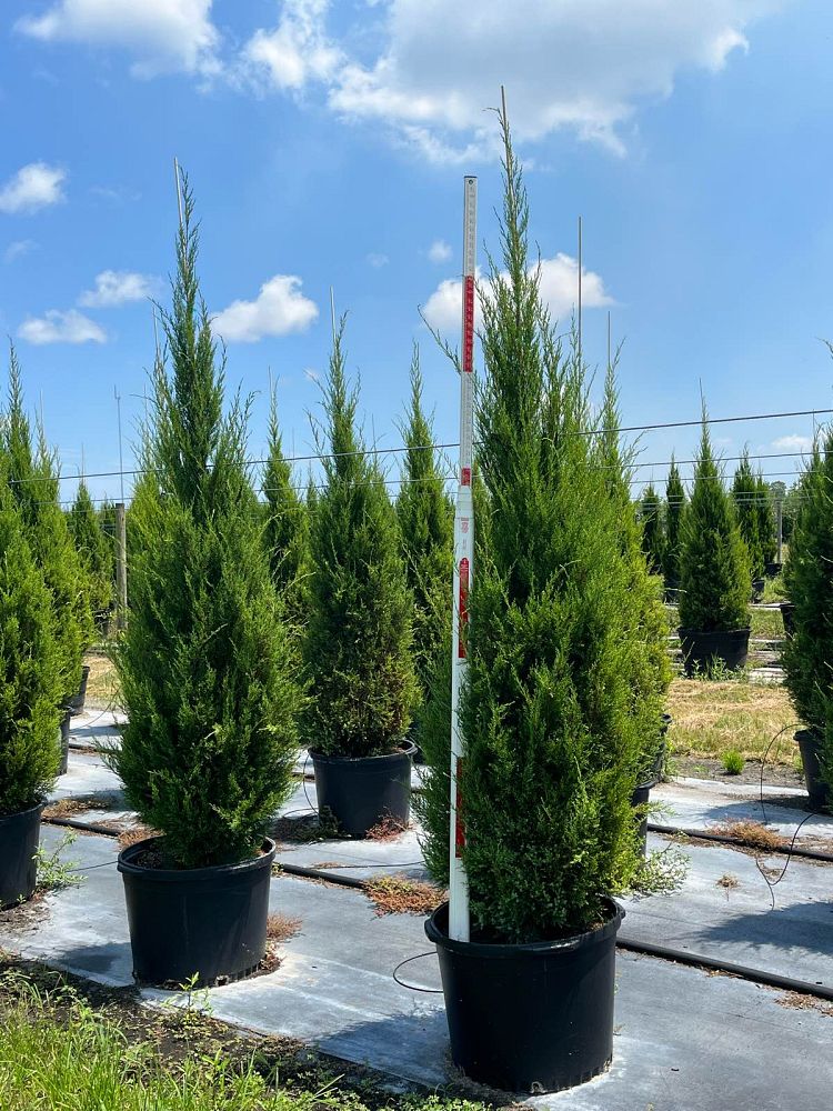 juniperus-virginiana-silicicola-southern-red-cedar