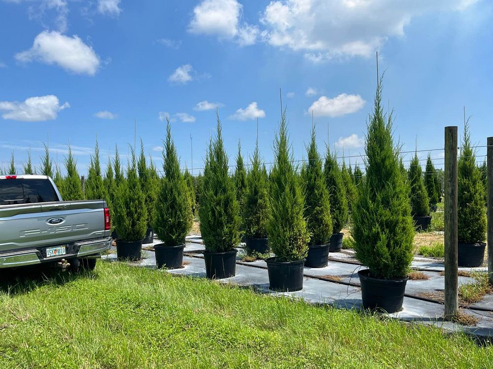 juniperus-virginiana-silicicola-southern-red-cedar