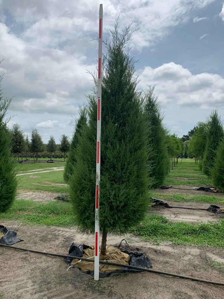 juniperus-virginiana-silicicola-southern-red-cedar