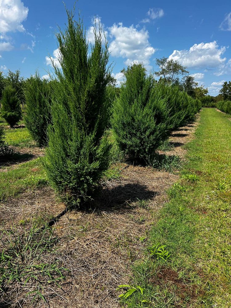 juniperus-virginiana-silicicola-southern-red-cedar