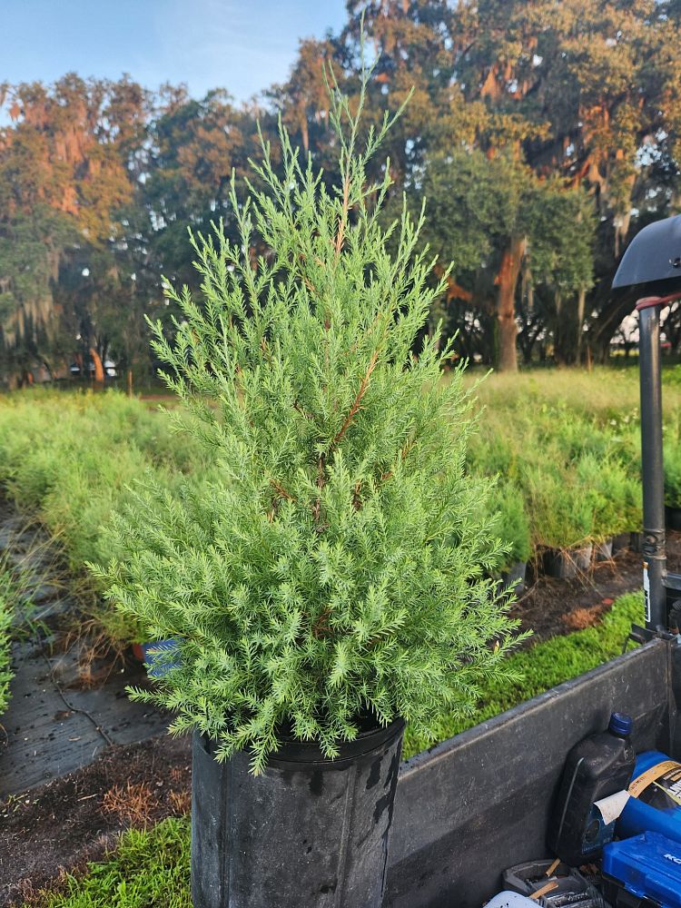 juniperus-virginiana-silicicola-southern-red-cedar