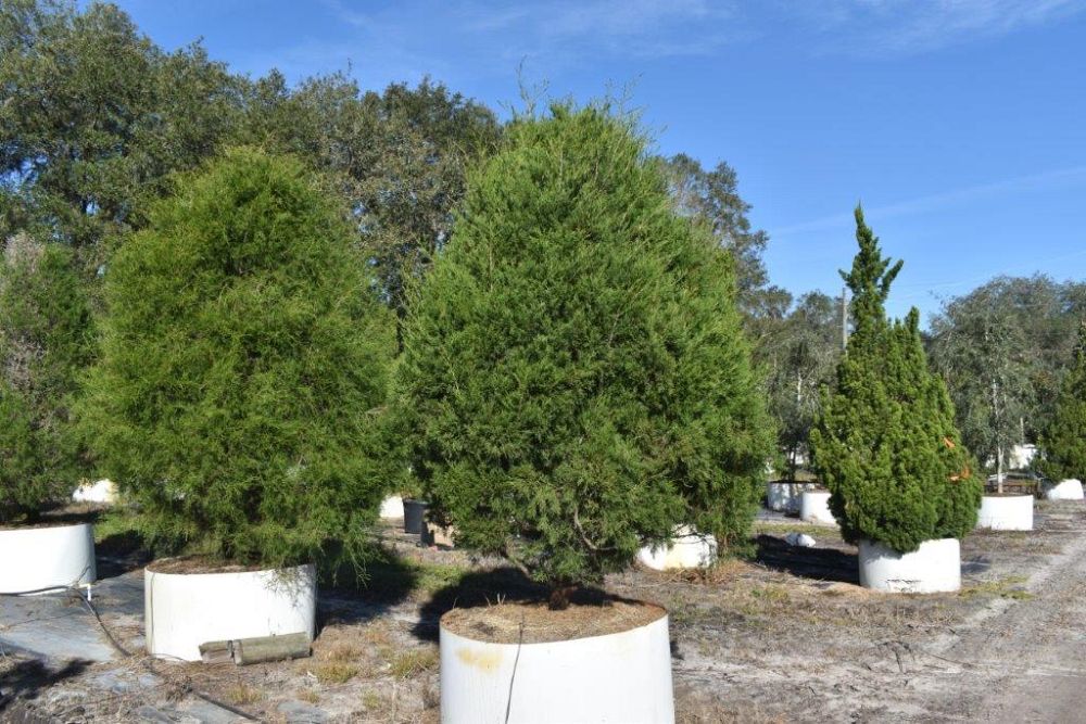 juniperus-virginiana-silicicola-southern-red-cedar