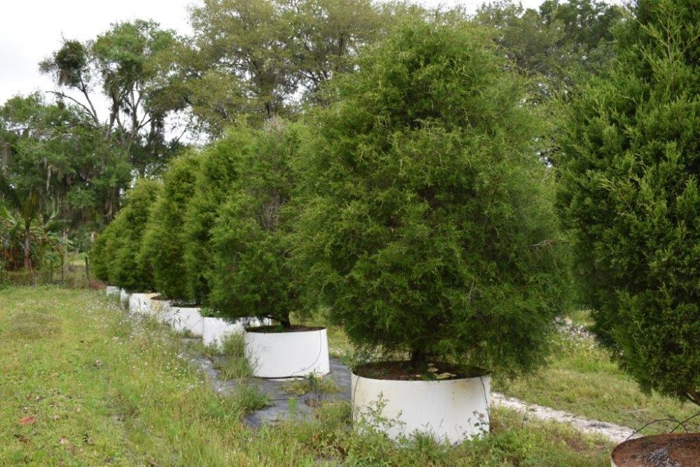 juniperus-virginiana-silicicola-southern-red-cedar