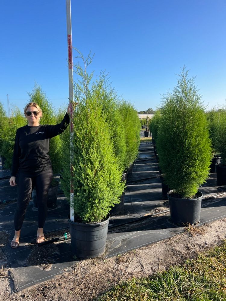 juniperus-virginiana-silicicola-southern-red-cedar