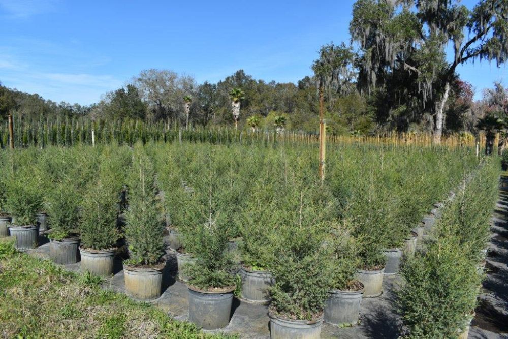 juniperus-virginiana-silicicola-southern-red-cedar