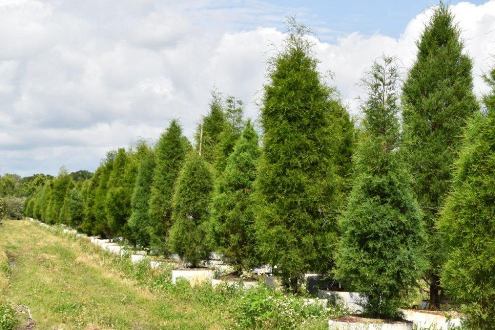 juniperus-virginiana-silicicola-southern-red-cedar