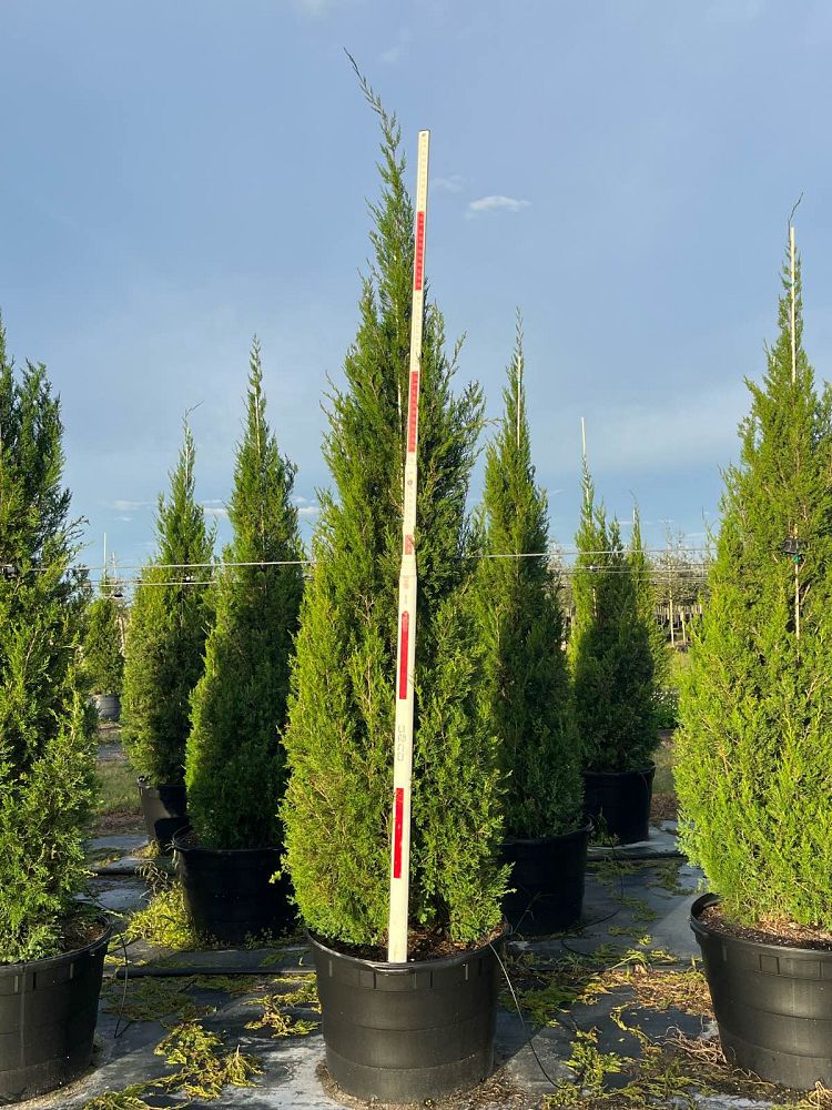 juniperus-virginiana-silicicola-southern-red-cedar