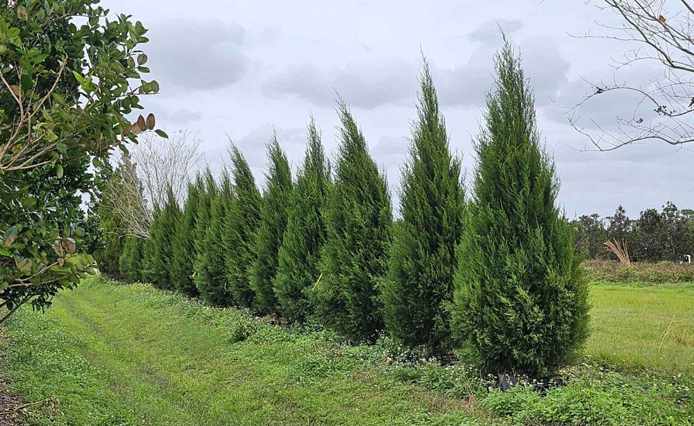 juniperus-virginiana-silicicola-southern-red-cedar