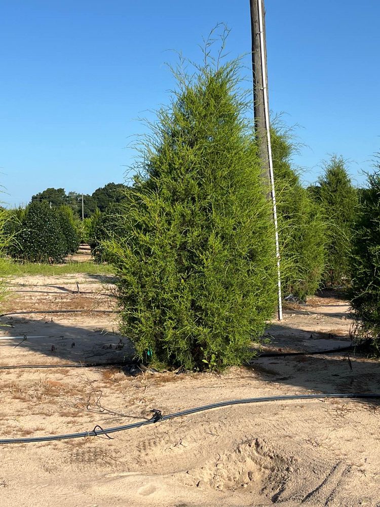 juniperus-virginiana-silicicola-southern-red-cedar