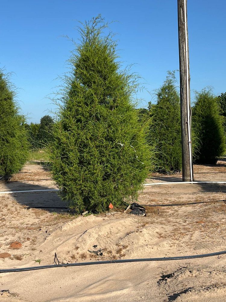 juniperus-virginiana-silicicola-southern-red-cedar