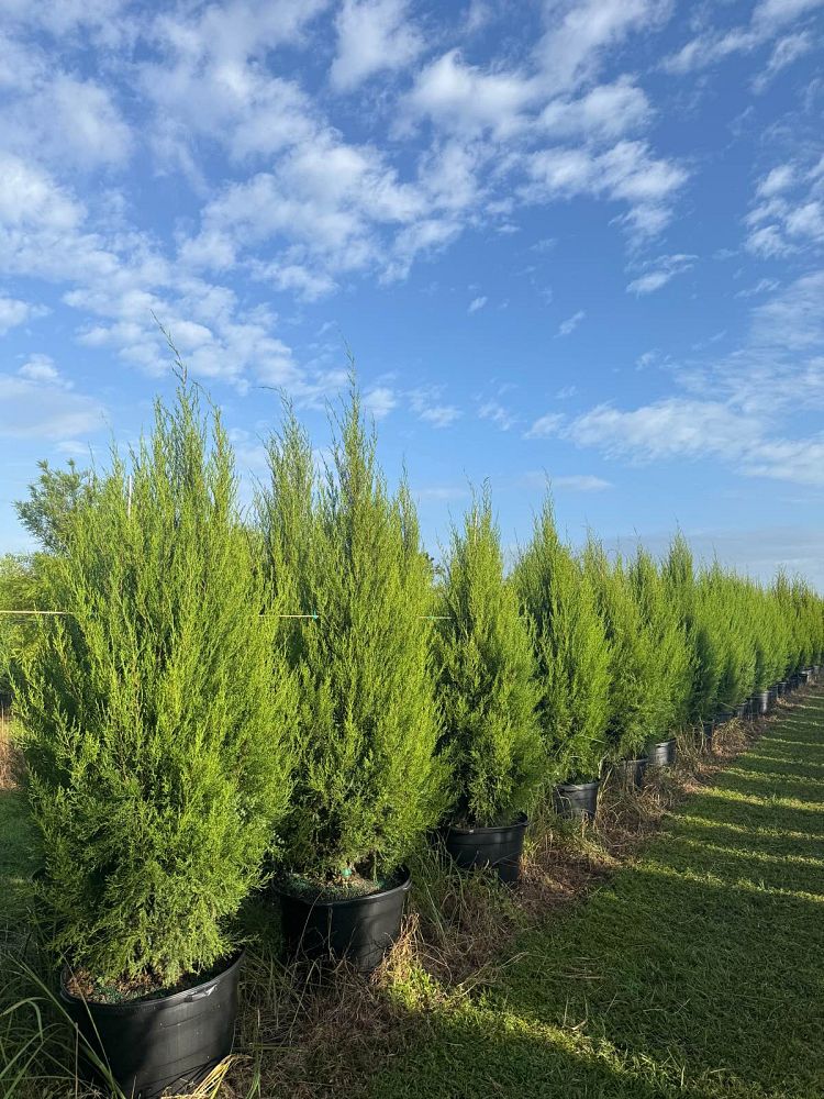 juniperus-virginiana-silicicola-southern-red-cedar