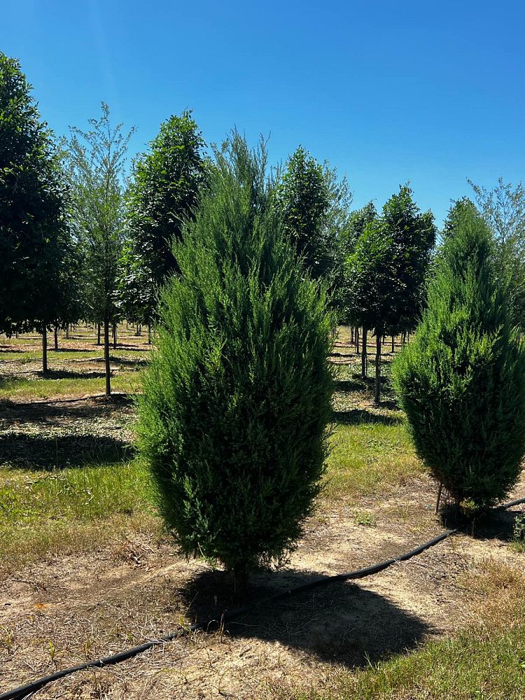 juniperus-virginiana-silicicola-southern-red-cedar