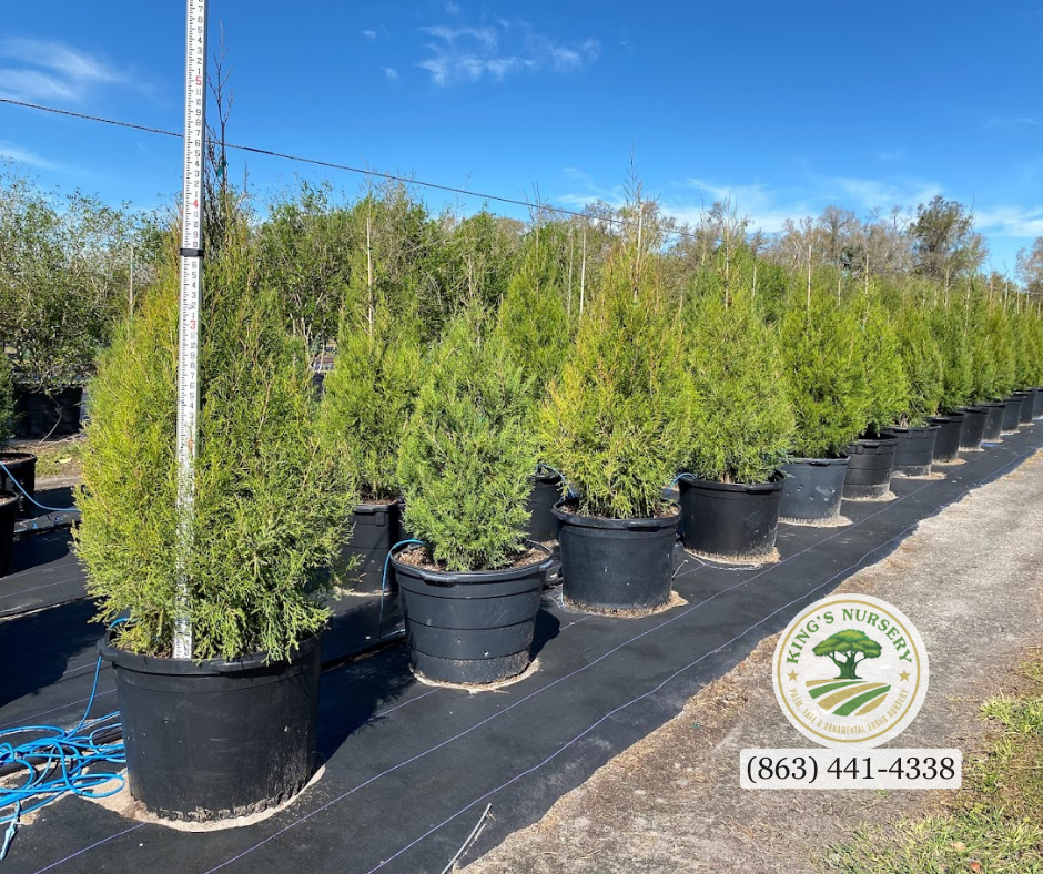 juniperus-virginiana-silicicola-southern-red-cedar