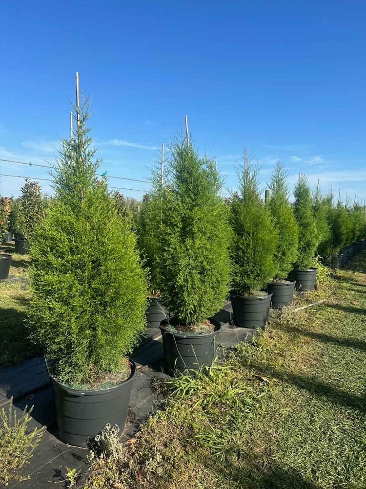 juniperus-virginiana-silicicola-southern-red-cedar