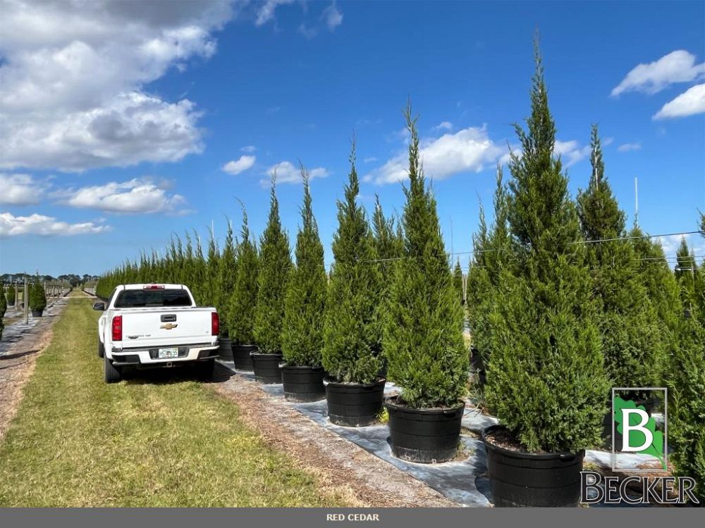 juniperus-virginiana-silicicola-southern-red-cedar