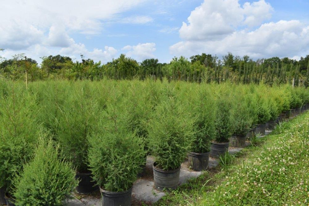 juniperus-virginiana-silicicola-southern-red-cedar