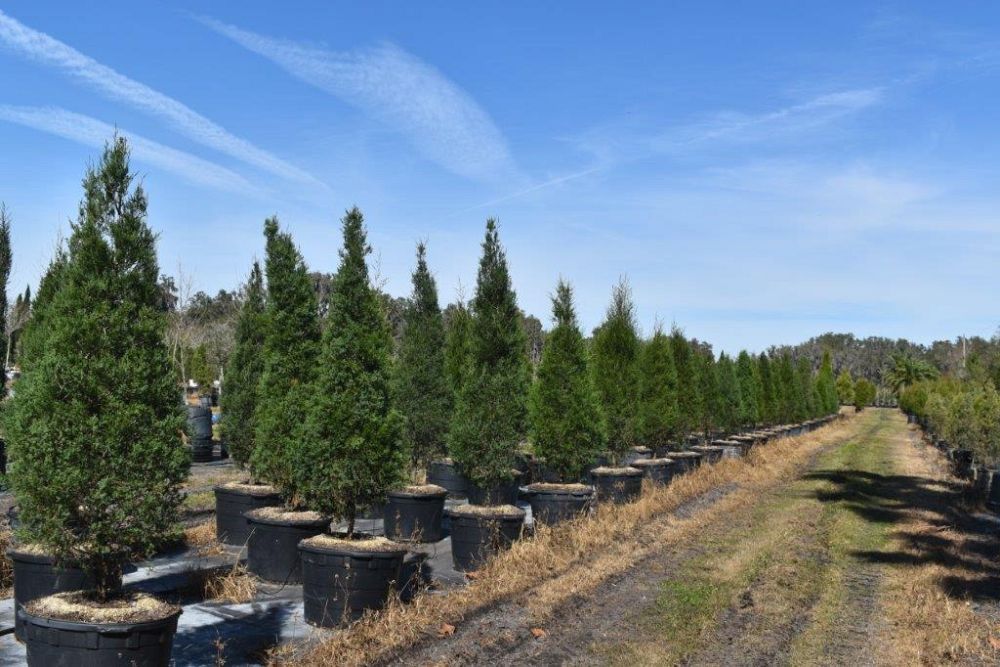 juniperus-virginiana-silicicola-southern-red-cedar
