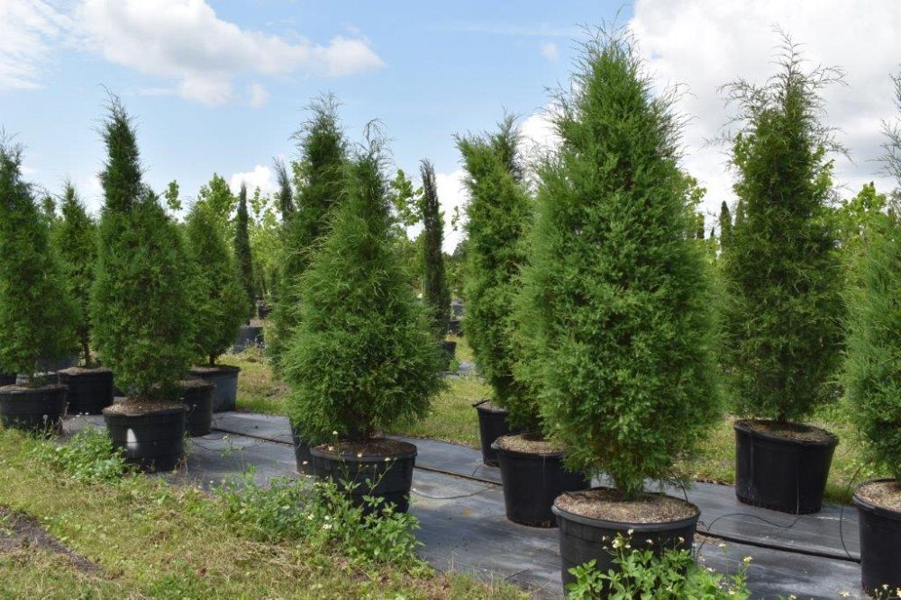 juniperus-virginiana-silicicola-southern-red-cedar