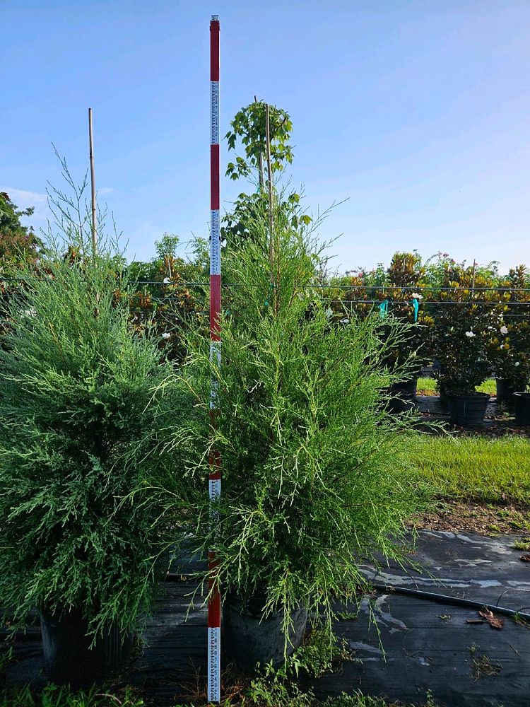 juniperus-virginiana-silicicola-southern-red-cedar