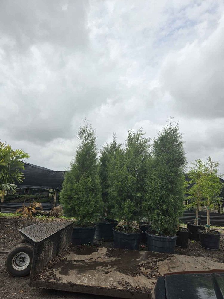 juniperus-virginiana-silicicola-southern-red-cedar