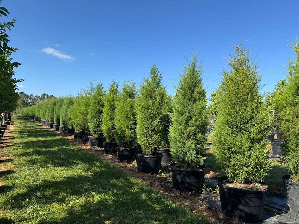 juniperus-virginiana-silicicola-southern-red-cedar