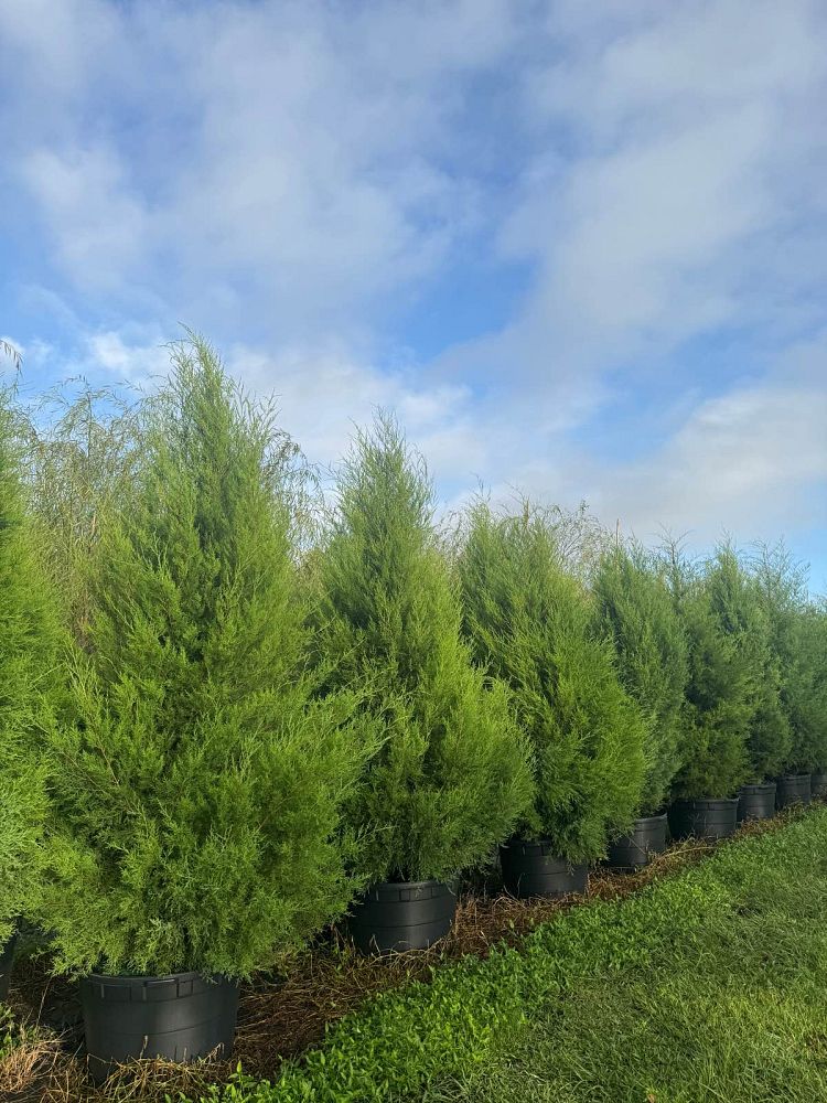 juniperus-virginiana-silicicola-southern-red-cedar