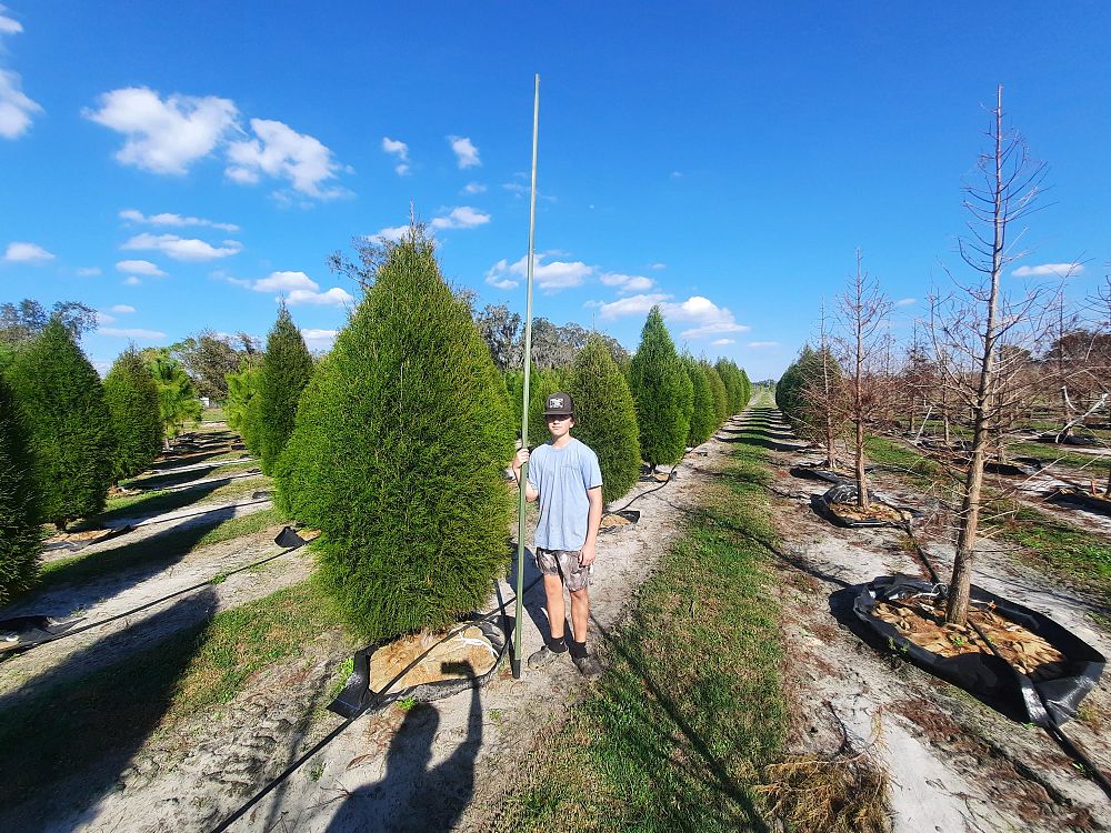 juniperus-virginiana-silicicola-southern-red-cedar