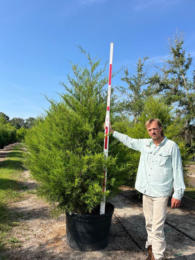 juniperus-virginiana-silicicola-southern-red-cedar