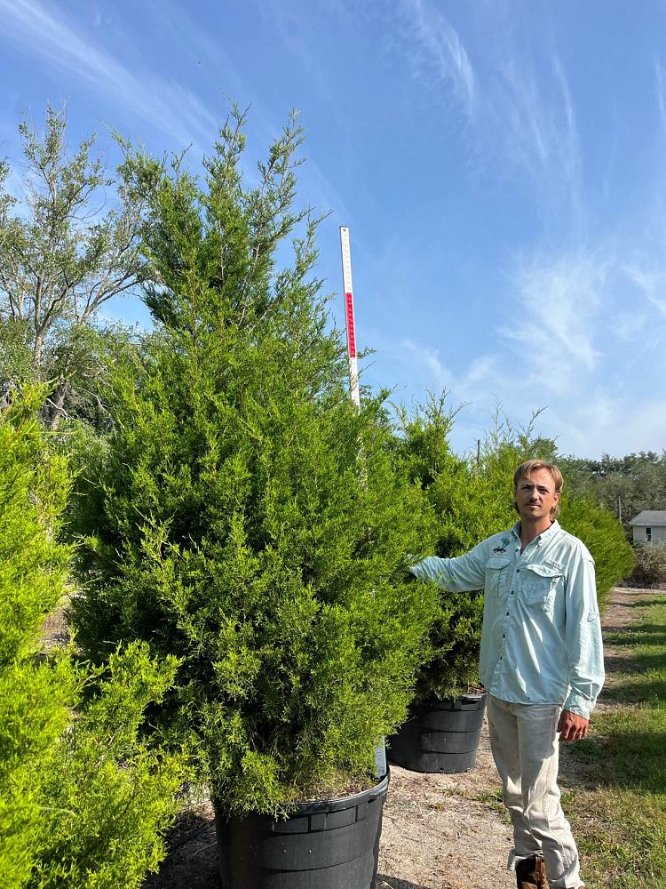 juniperus-virginiana-silicicola-southern-red-cedar