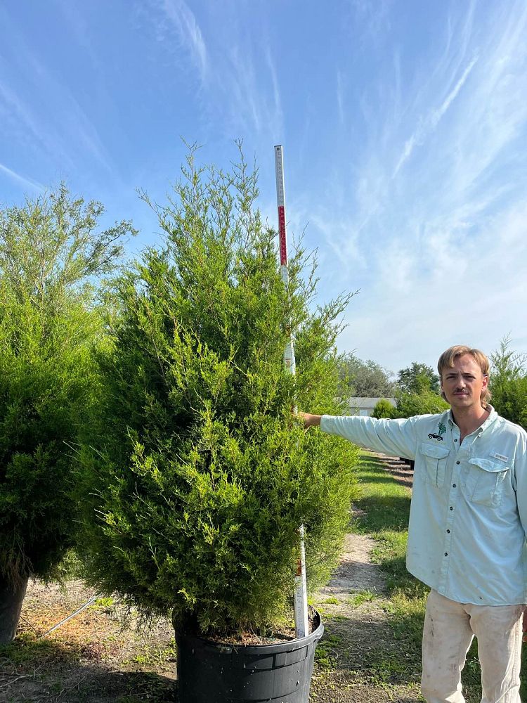 juniperus-virginiana-silicicola-southern-red-cedar