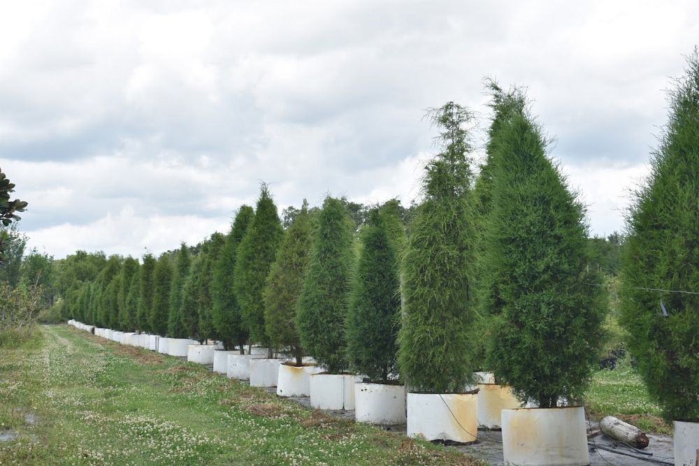juniperus-virginiana-silicicola-southern-red-cedar