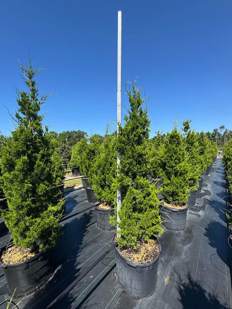 juniperus-virginiana-silicicola-southern-red-cedar