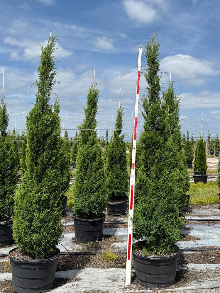 juniperus-virginiana-silicicola-southern-red-cedar