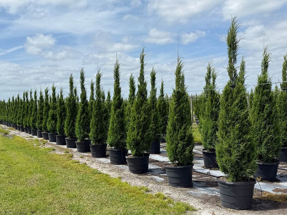 juniperus-virginiana-silicicola-southern-red-cedar