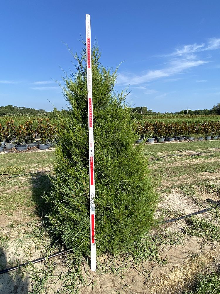 juniperus-virginiana-silicicola-southern-red-cedar