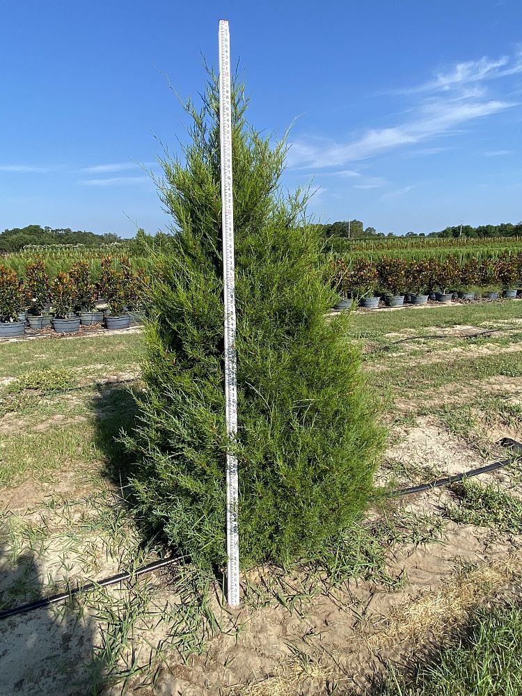 juniperus-virginiana-silicicola-southern-red-cedar