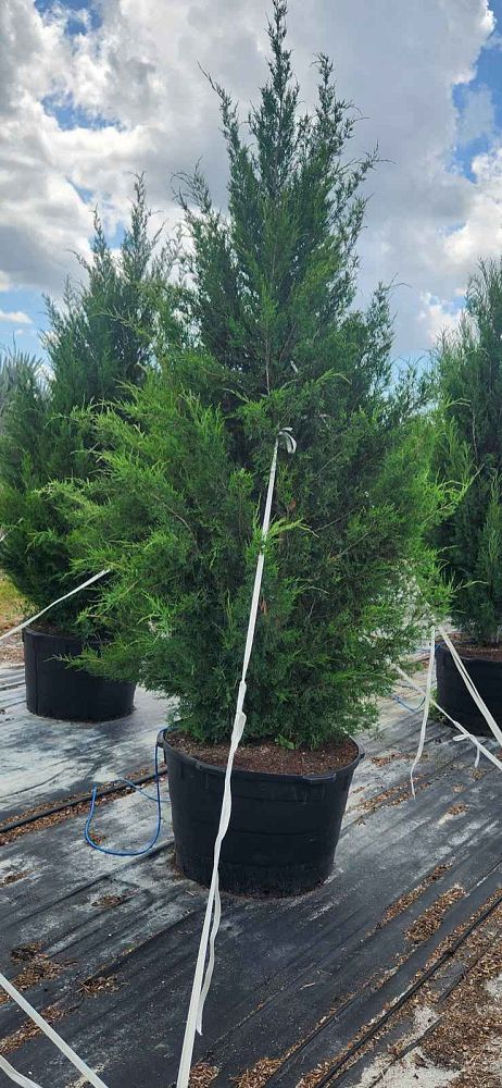 juniperus-virginiana-silicicola-southern-red-cedar